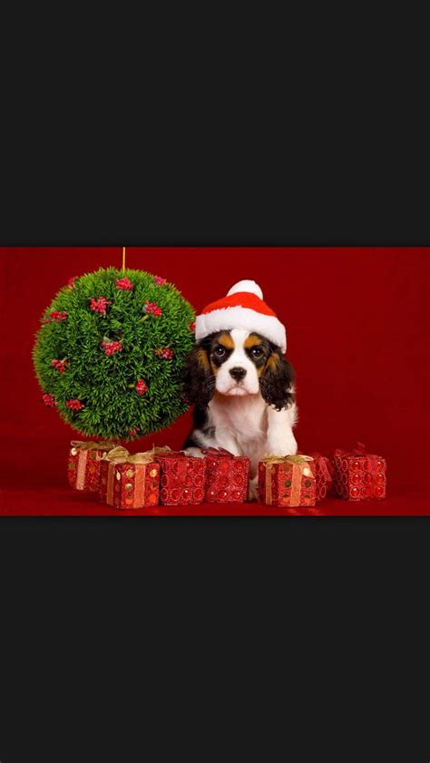 Christmas Puppy Dog Wallpaper Christmas Puppy Christmas Dog