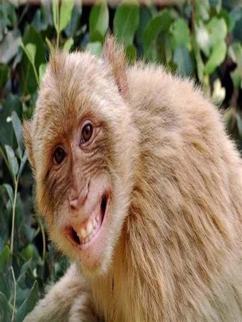 Cute Monkey Laughing So Nice Laughing Animals Happy Animals Smiling