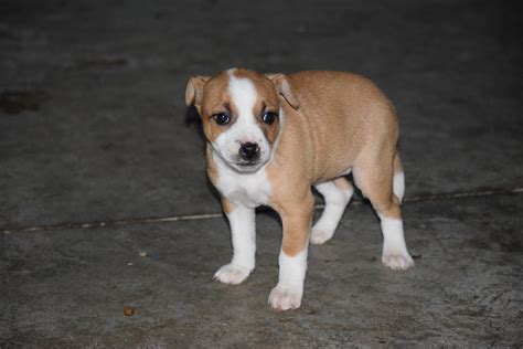 Australian Shepherd Pug Mix For Sale Fredericktown Ohio Female Suzy Ac Puppies Llc