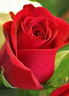 Pink, flower, petal, flowers, blossom, bloom, plant, floral. Gulab Ka Phool Wallpaper - info | save | Pinterest | Wallpaper