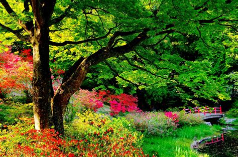 Flowers beautiful gardens flower garden pretty flowers planting flowers climbing roses garden plants colorful roses. Natural Garden Wallpapers - Wallpaper Cave