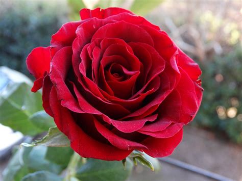 1104 114 rose flower petal love. Rose Red - Free photo on Pixabay