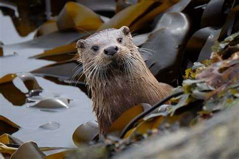 Watching Otters In Scotland Walkhighlands