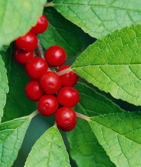 19 Berry Producing Plants That Will Attract Birds To Your Yard Berry