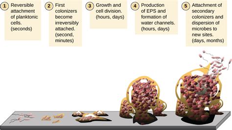 How Microbes Grow · Microbiology