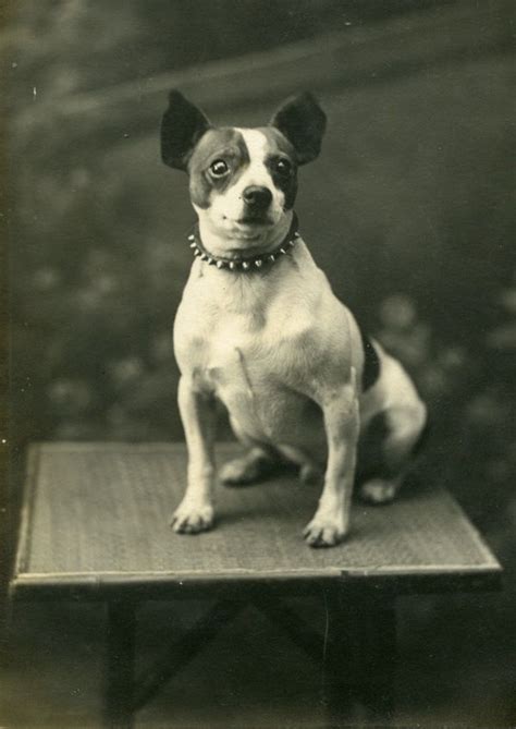 Dogs Of Old London Vintage Dog Dog Photos Dog Photograph