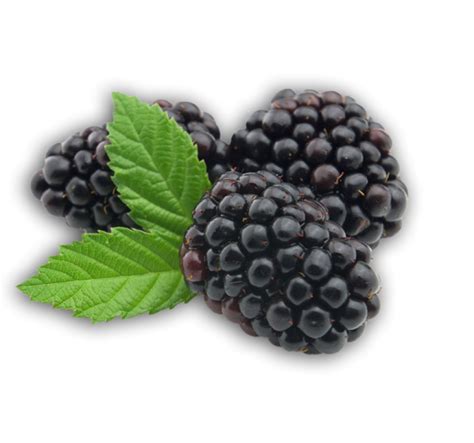 Blackberry Fruit Png Images Transparent Free Download Pngmart