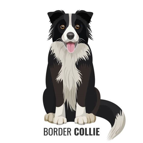 Explore the 39+ collection of border collie clipart images at getdrawings. Sheepdog Illustrations, Royalty-Free Vector Graphics ...