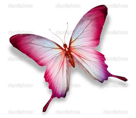 Pink Butterfly Isolated On White Stock Photo By ©suntiger 17127833
