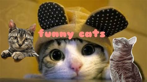 Try Not To Laugh Animals Funny Cats Videos 2020