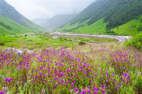 Your Complete Guide To The Valley Of Flowers And Hemkund Sahib