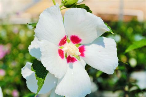 Rose Of Sharon Care And Pruning Stutzmans Greenhouse And Garden Centers