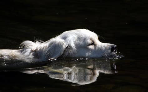 Free Download Animals Dogs Swimming Water Wallpaper 2560x1600 For