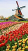 Jardins De Flores Da Holanda