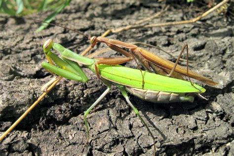 Giant Rainforest Mantis Facts Always Learning