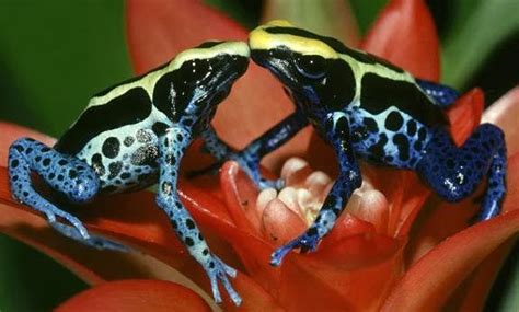 Amazon Rainforest Animals The Amazon Poison Dart Frog