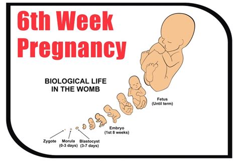 Video 6 Weeks Pregnant Themjudgsemen