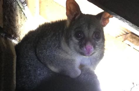 Gold Coast Possum Removal And Proofing Mr Possum