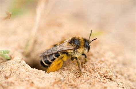 How To Get Rid Of Ground Bees 9 Easy Ways Swf Bees