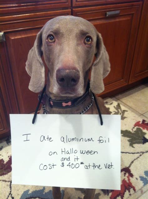 17 Halloween Dog Shaming Pictures To Make You Feel Better About Your