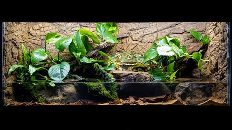 The New Pixie Frog African Bullfrog Paludarium Youtube