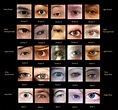 Eye colour chart with photos of real eyes. | Advanced Novel Writing ...