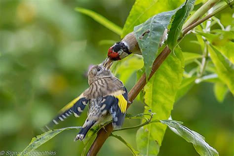 Seit 1980 sind fast 90 prozent ihrer. Der Vogel des Jahres 2016 (Forum für Naturfotografen)