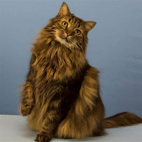Long Haired Brown And White Tabby Cat
