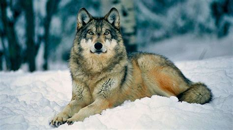 5 Fascinantes Curiosidades Sobre Los Lobos