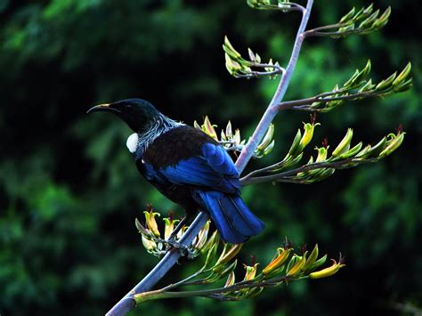 New Zealand Blue And Black Bird Big And Beautiful Beautiful Birds