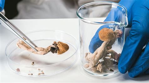 Psilocybin Therapy Everything To Know The Mushrooms
