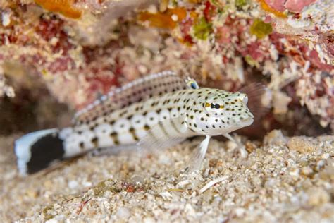 Encounter The Worlds Tiniest Fish The Dwarf Pygmy Goby