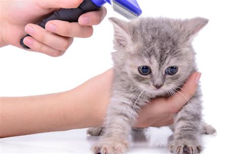 Cats Need Love To When It Comes To Grooming Lucky Dawg Salon Grooming