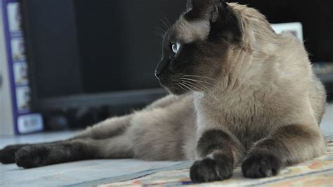 1920x1080 Siamese Cat Wallpaper Free Hd Widescreen Coolwallpapersme