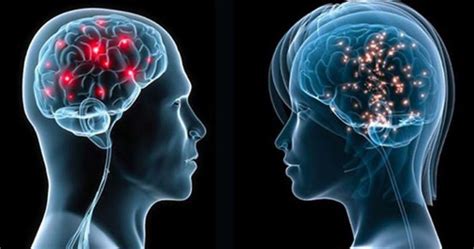 El Supuesto Sexo Del Cerebro Mujeres Con Ciencia