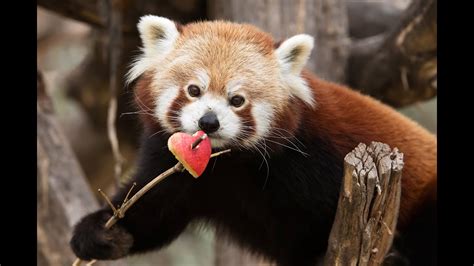 Valentinstag And Paarung Der Roten Pandas I Tiergarten Schönbrunn Youtube