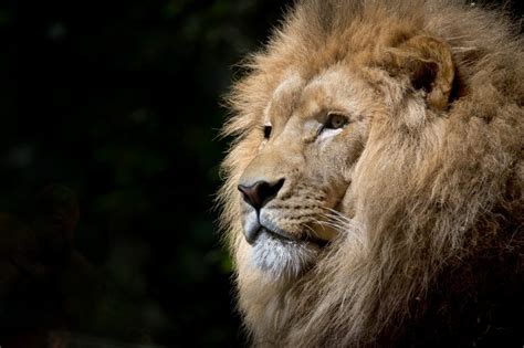 lion-wild-africa-african - Réserve Africaine de Sigean