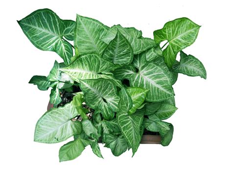 Architectural Potted Plant Top View Png / Download this green plant png image