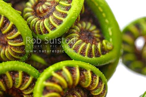 Fern Koru The Growing Unfurling Green Frond Tip Of The