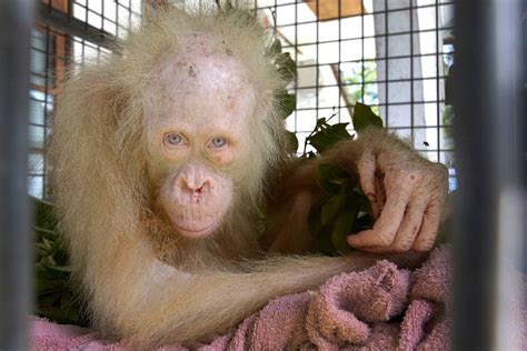Albino Orangutan Named ‘alba After Worldwide Appeal The Globe And Mail