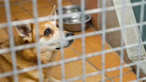 Tierheime In Der Corona Krise Werden Jetzt Mehr Hunde Und Katzen