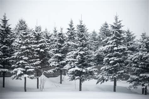 Photo Of Winter Trees Free Christmas Images