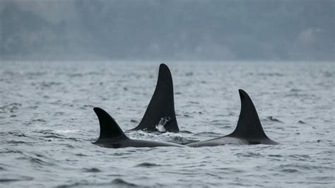Whales Come To Play On Puget Sound Photo 20