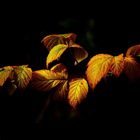 Fall Leaf Dark Nature Ipad Air Wallpapers Free Download