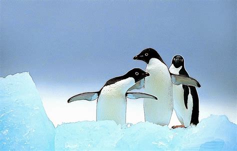 75 Cute Penguin Backgrounds On Wallpapersafari