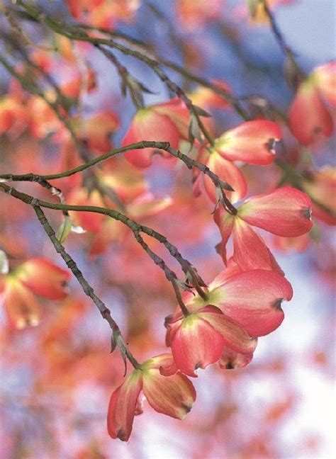 A pink flowering crab apple tree in your garden will turn every neighbor envy. Discover the best dogwood tree varieties for the ...