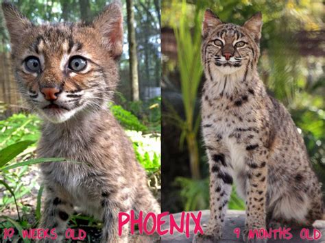 Ending abuse of big cats with better laws. Bobcat Kitten VS Adult | Big Cat Rescue