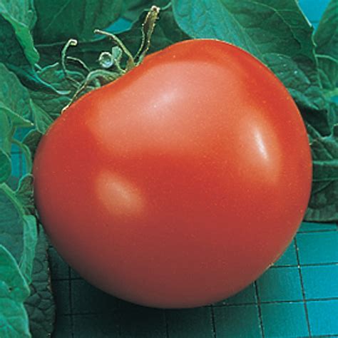 Original Goliath Hybrid Tomato Grafted Tomato Plants Totally Tomatoes