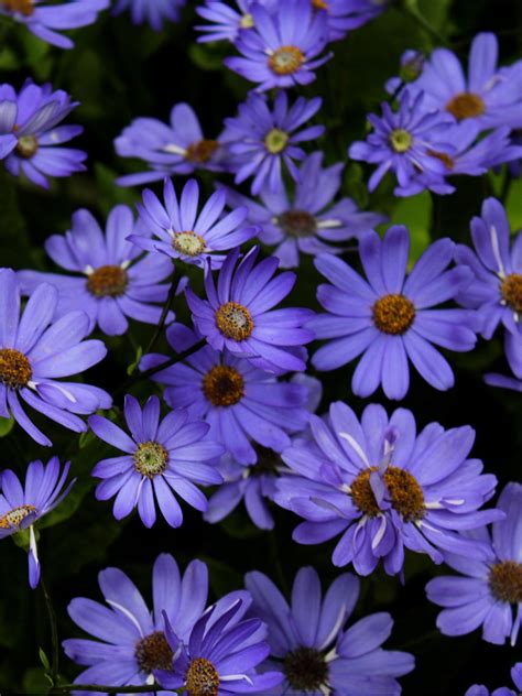 A collection of the top 96 4k hd desktop wallpapers and backgrounds available for download for free. Lilac Pictures Wallpaper (70+ images)