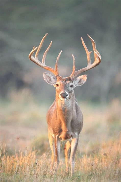 Big Deer Whitetail Bucks Mammals Big Deer Whitetail Bucks Whitetail Bucks Photography Whitet